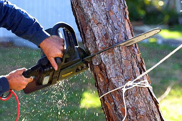 Best Firewood Processing and Delivery  in Evanston, WY