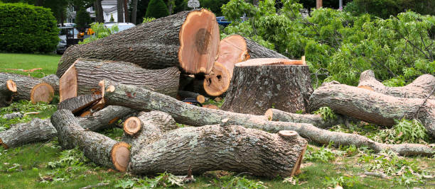 Best Emergency Tree Removal  in Evanston, WY