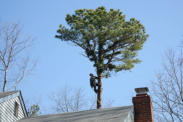 Best Arborist Consultation Services  in Evanston, WY