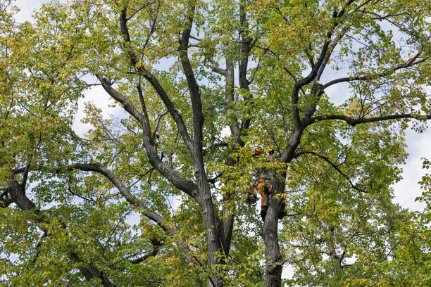 Best Storm Damage Tree Cleanup  in Evanston, WY